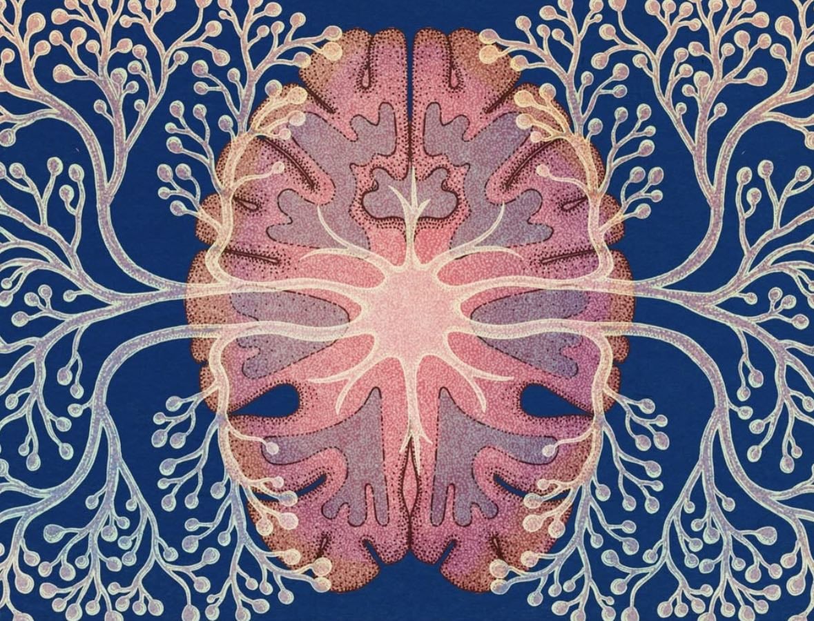 EL CEREBRO HUMANO🧠✨