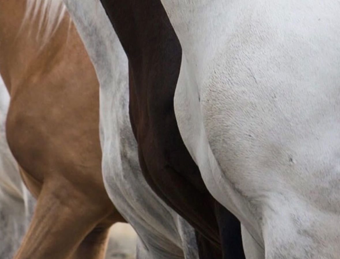 Horses - other hypelist by Lola Krieg