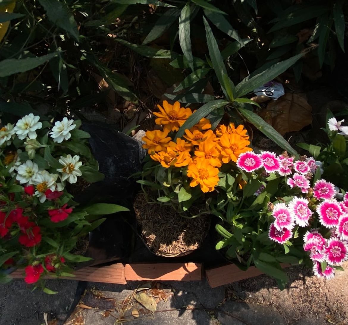 Plantas ou flores favoritas