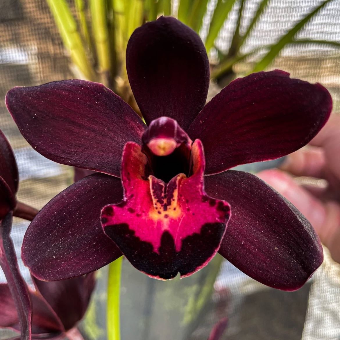 Orquídea