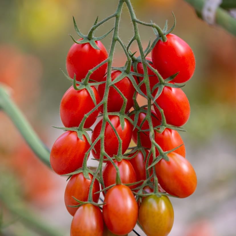 Tomate cherry