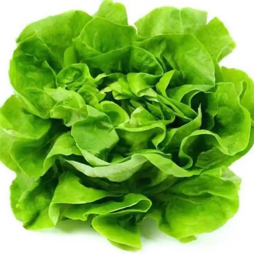 Lechuga lisa