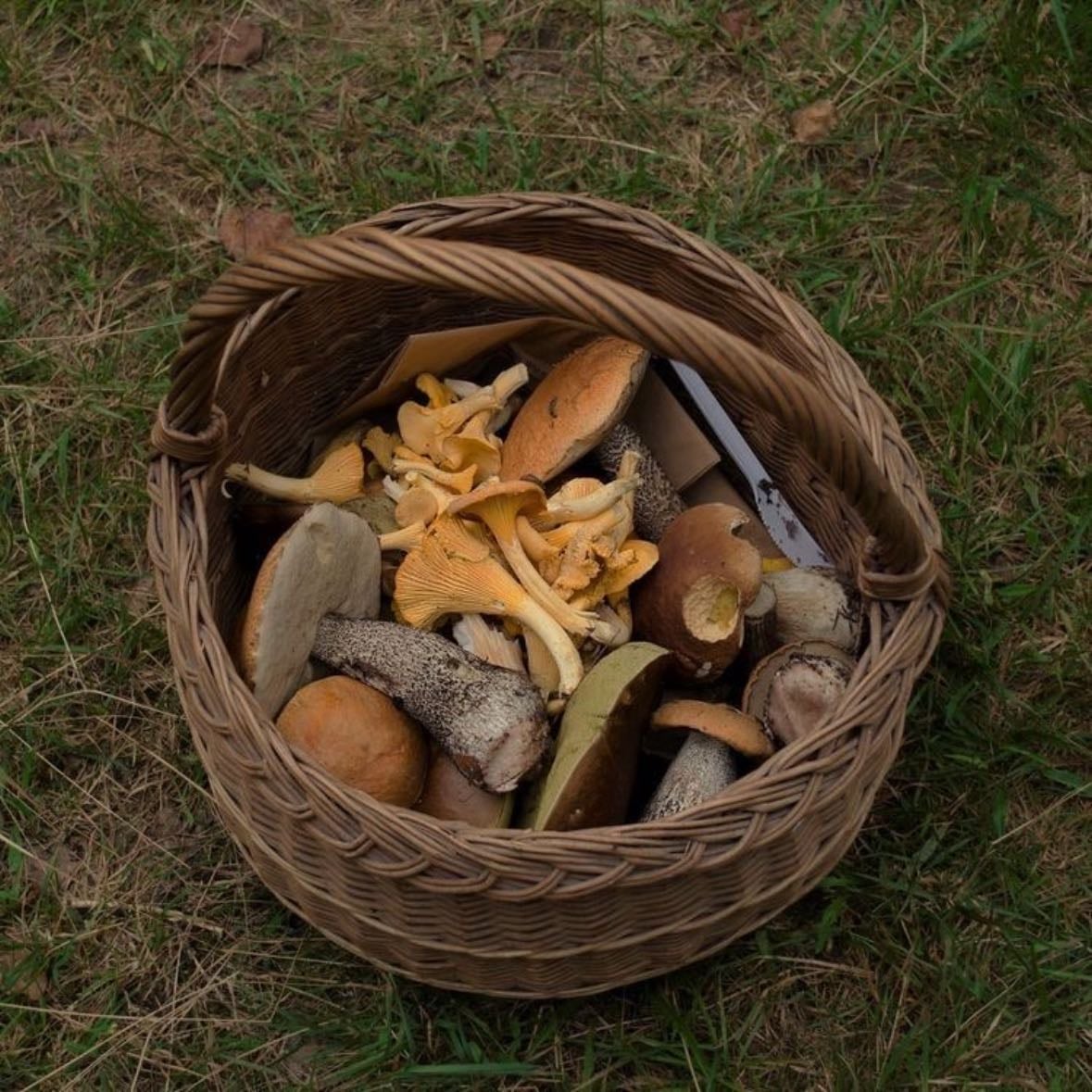 Go on a mushroom hunt