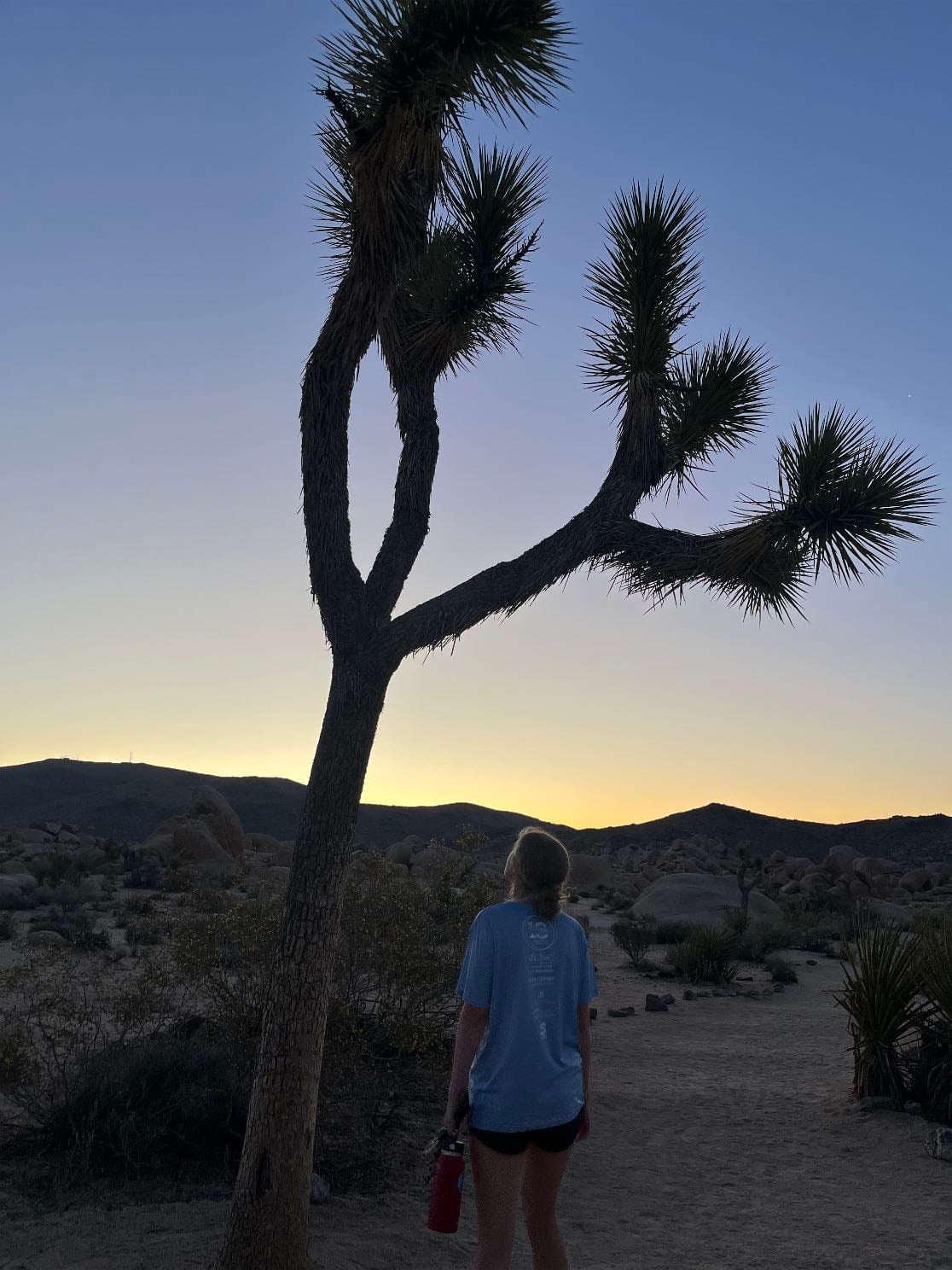 Joshua Tree