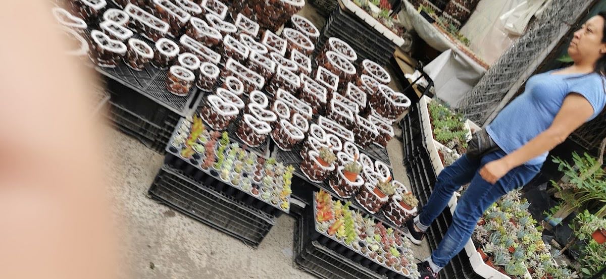 Madre Selva - comprar plantitas y macetas