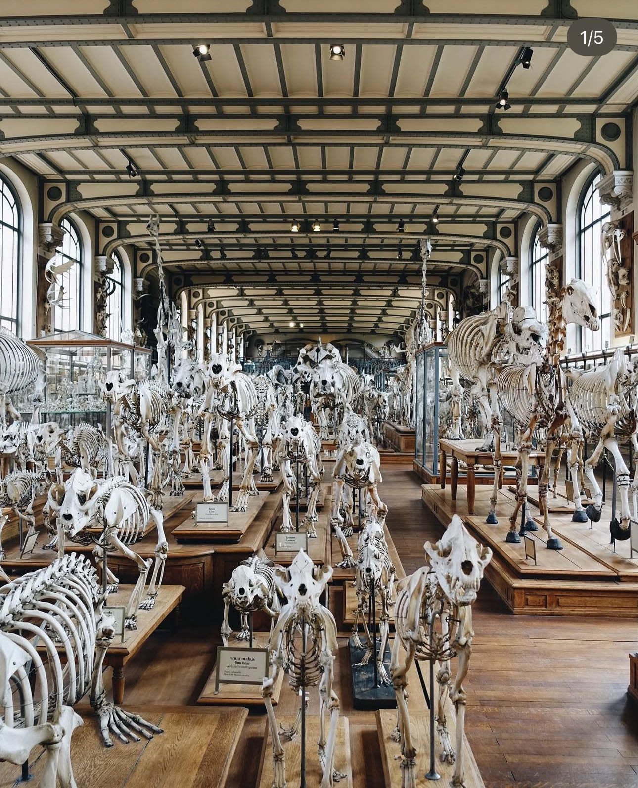 Galerie de Paléontologie et d’Anatomie Comparée - Museum