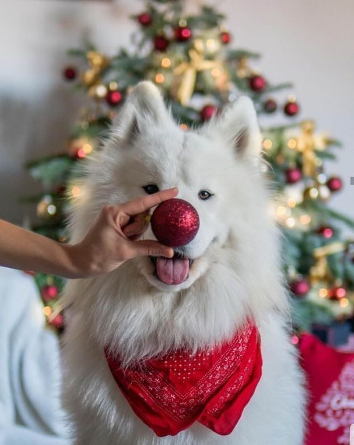 Dog Christmas Ornament on Nose