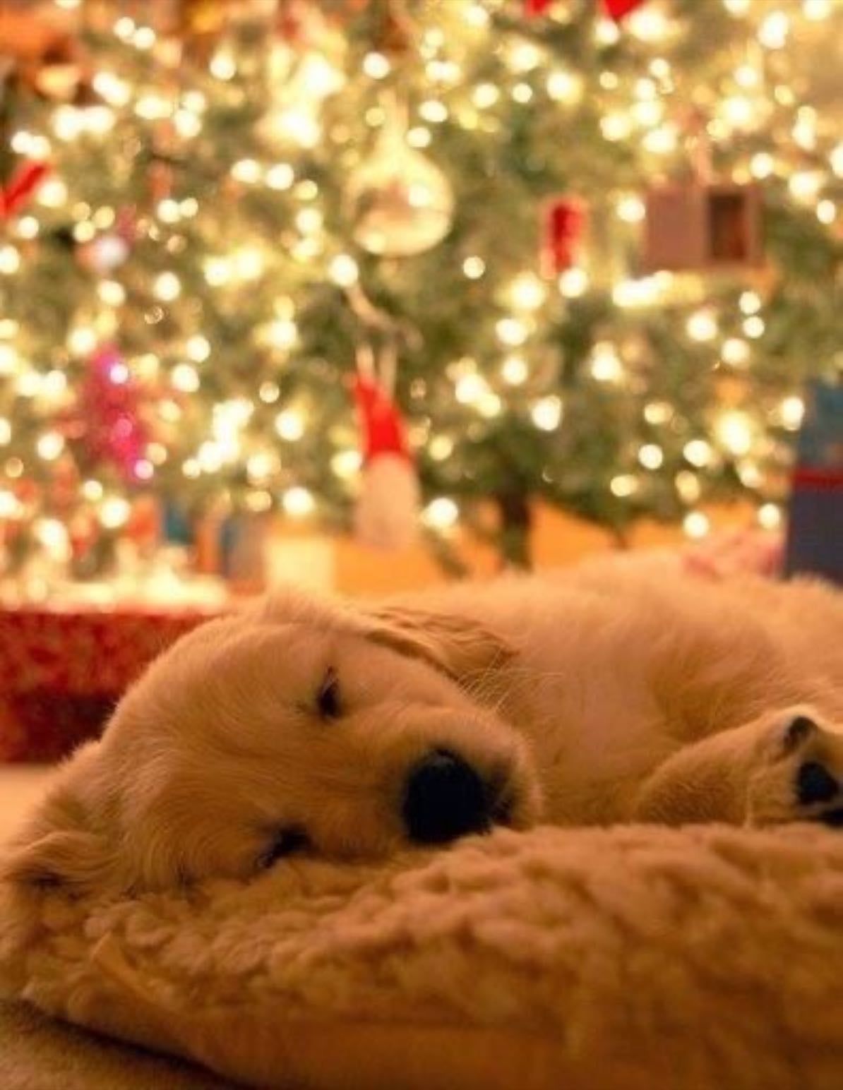 Dog Sleeping in front of Christmas Tree