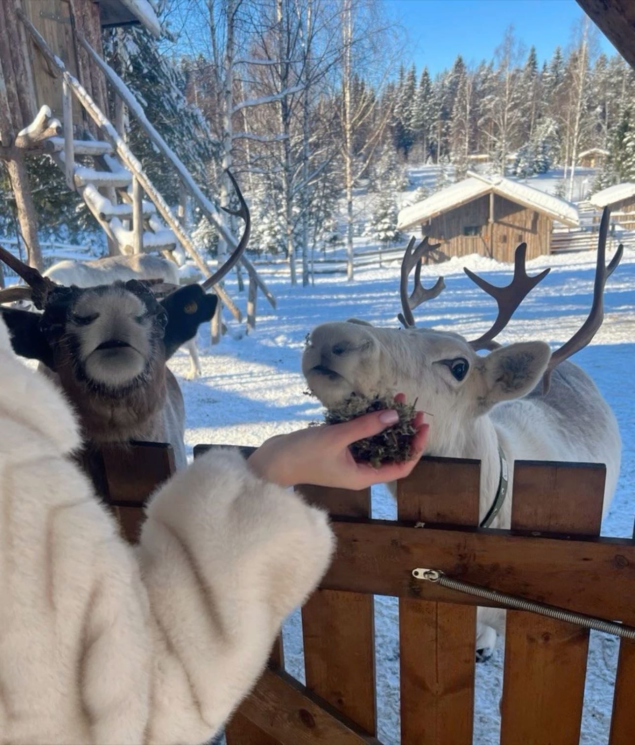Visit a Reindeer Farm