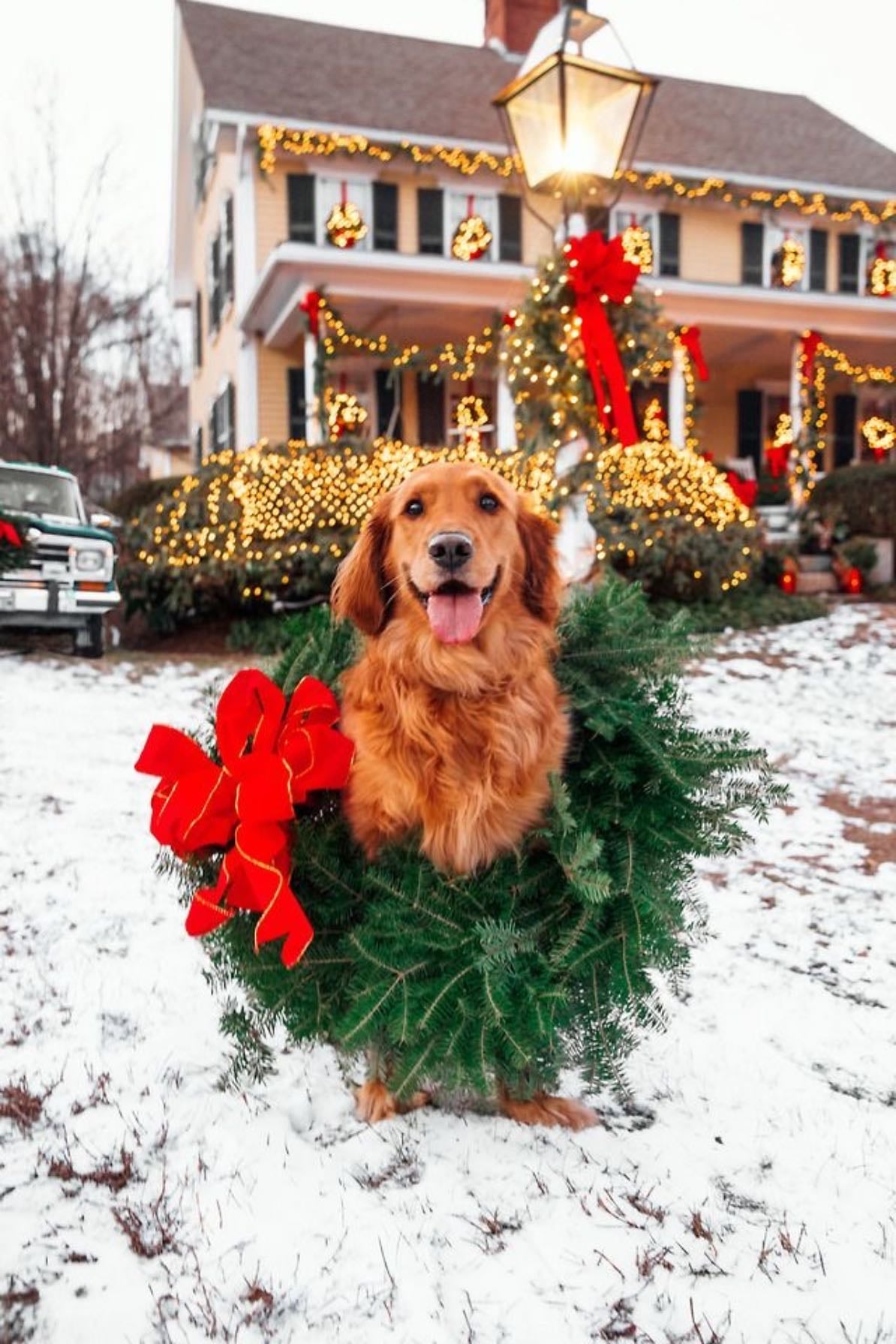 Dog wearing Christmas Wreath