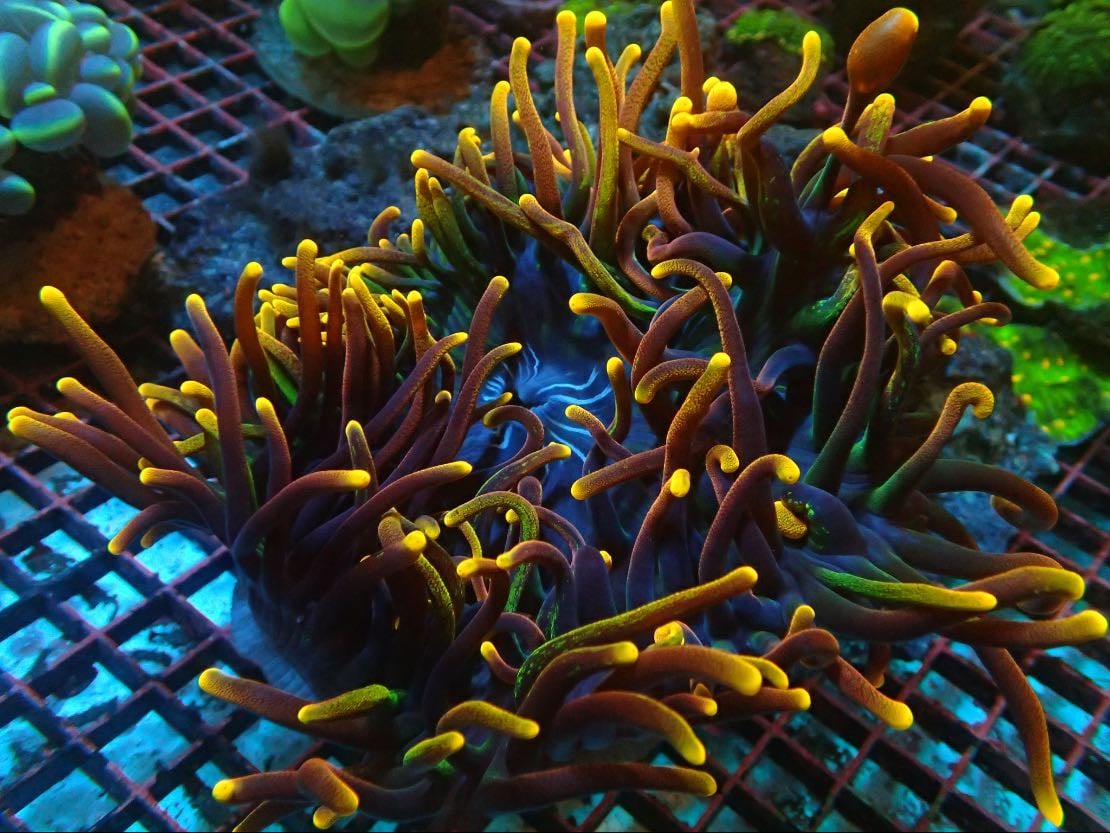 Aquarium Récifal Raging Reef - Montreal