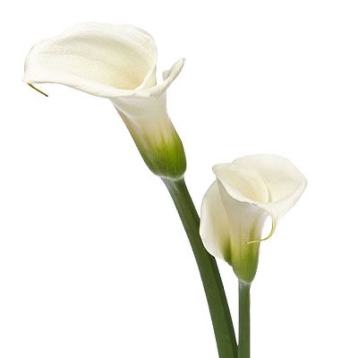 Calla - Simboliza pureza, sofisticación y renacimiento.