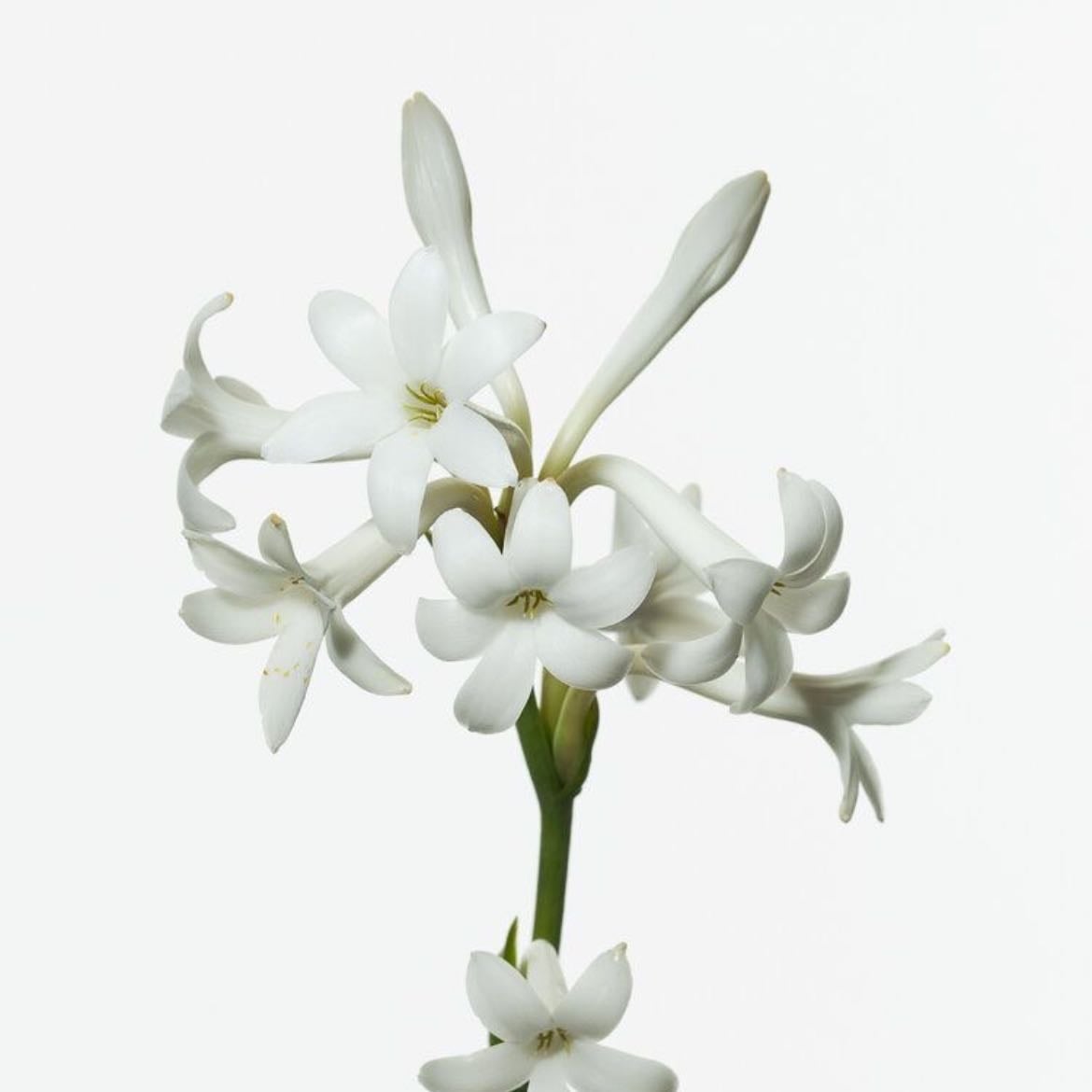 Tuberosa - Simboliza deseo, sensualidad y misterio
