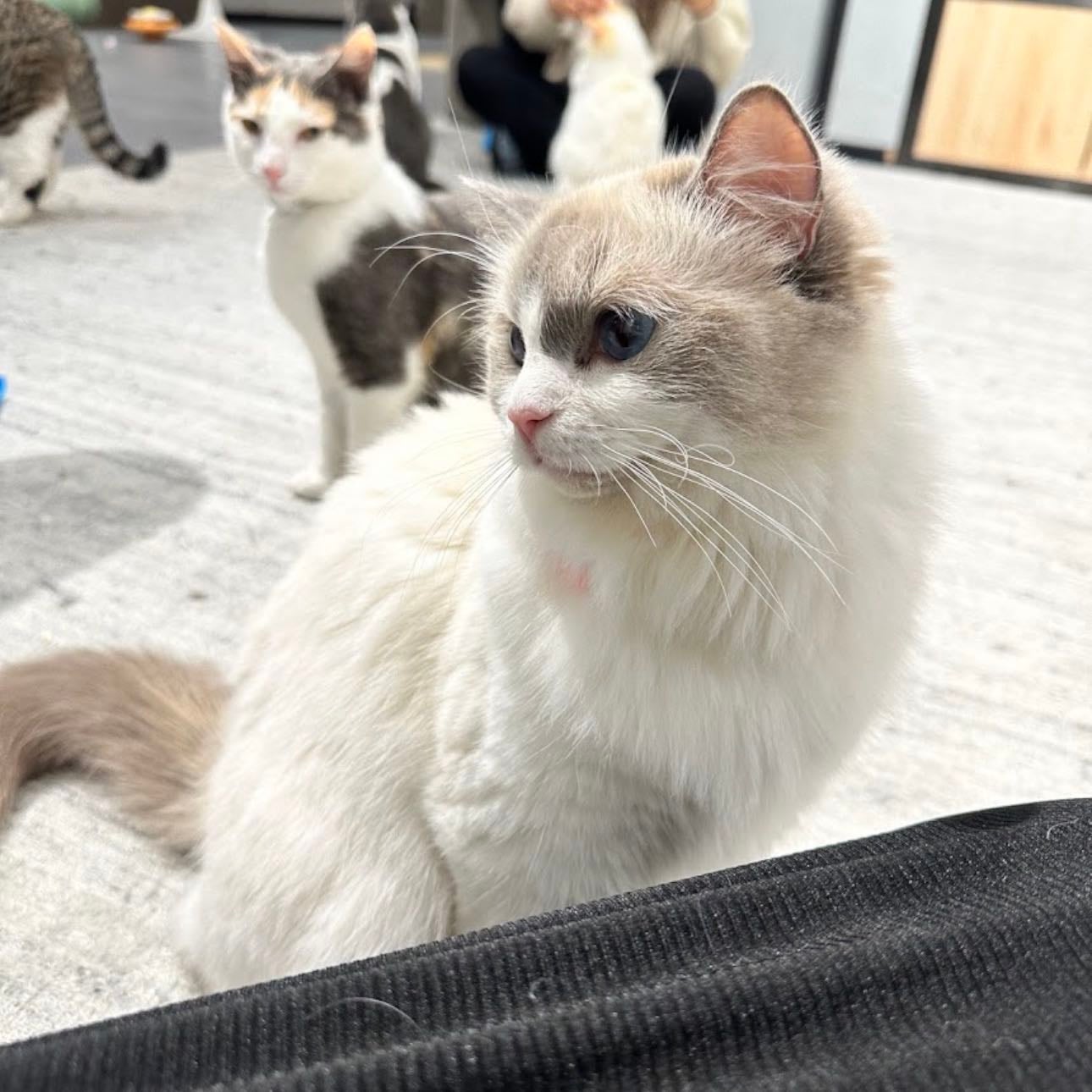 Lazy Cat Cafe - Box Hill