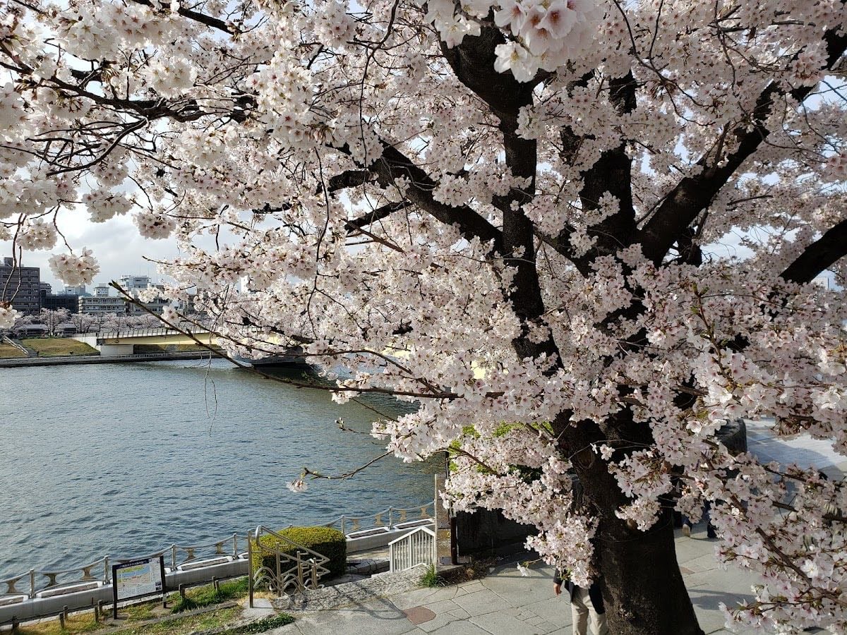 Sumida River - Cherry Blossom Viewing in Asakusa