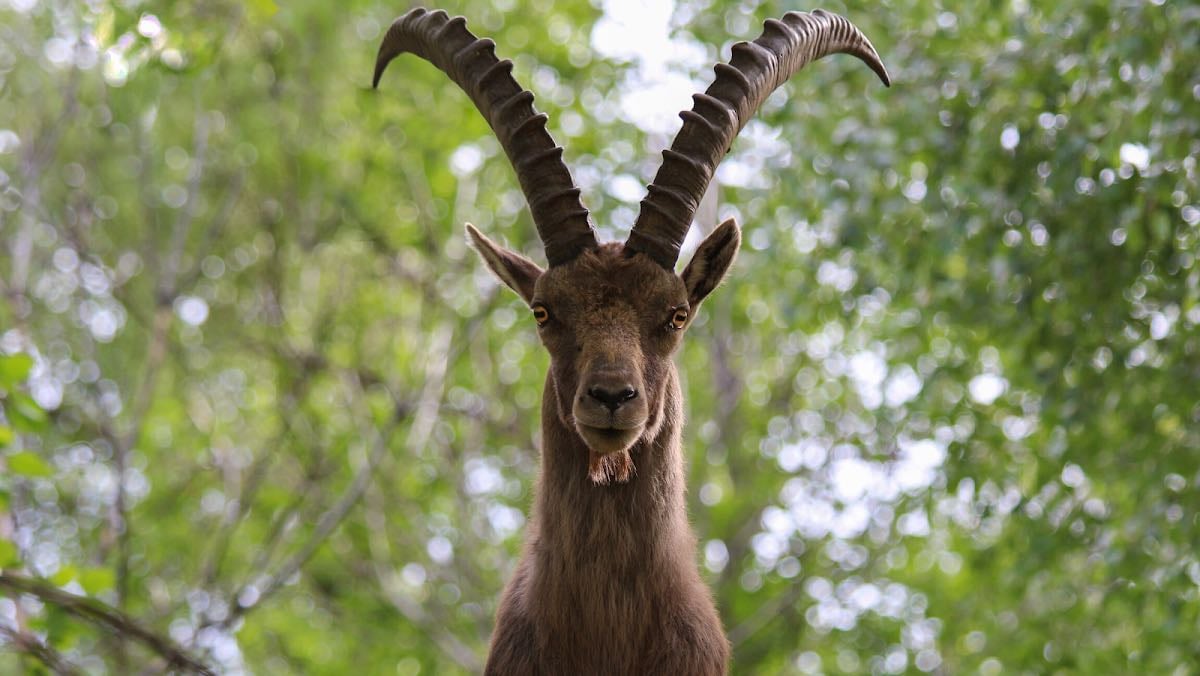 Parc Animalier d'Introd