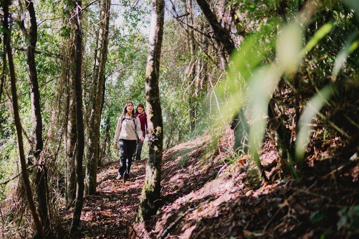 Bosque Vivo CMPC Pumalal Park