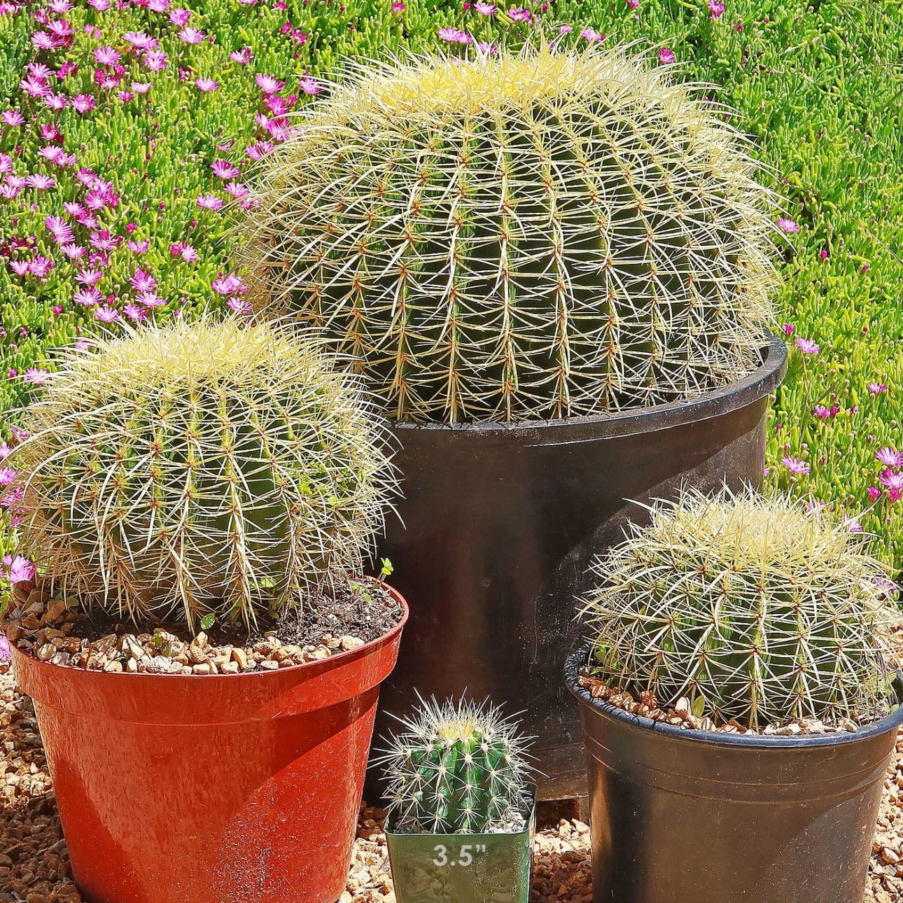 Cactus - plantas, pero en especial cactus porque me eran más fácil cuidar.