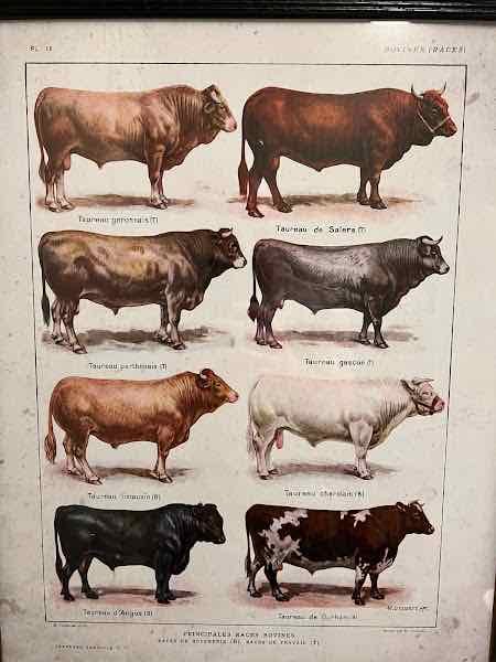 Red Cow