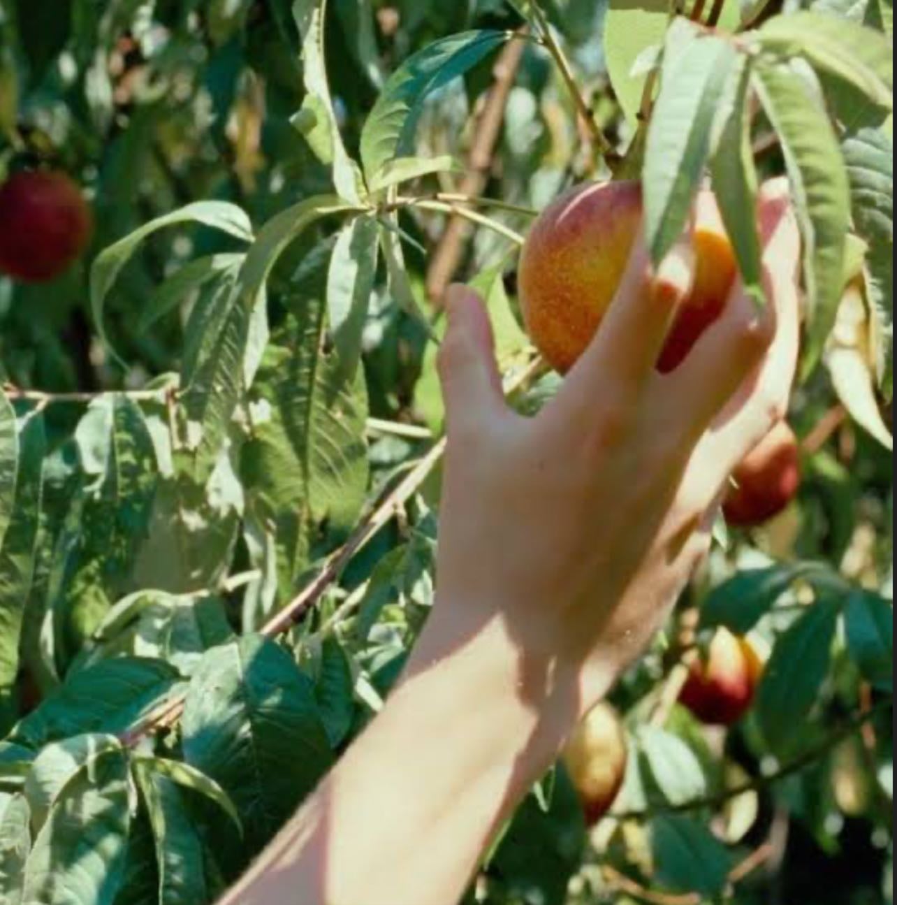 Call Me by Your Name - Luca Guadagnino · 2017