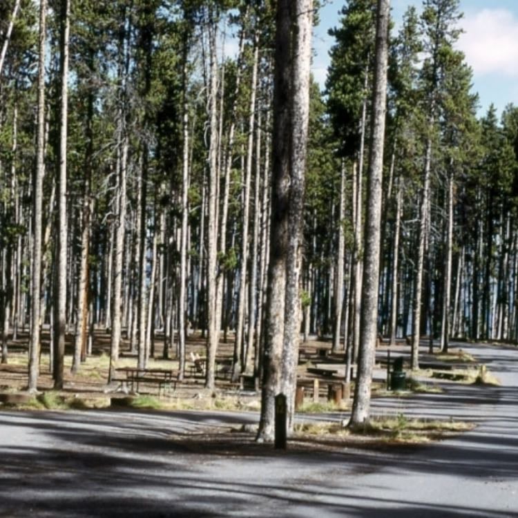 Grant Village Campground - Yellowstone NP