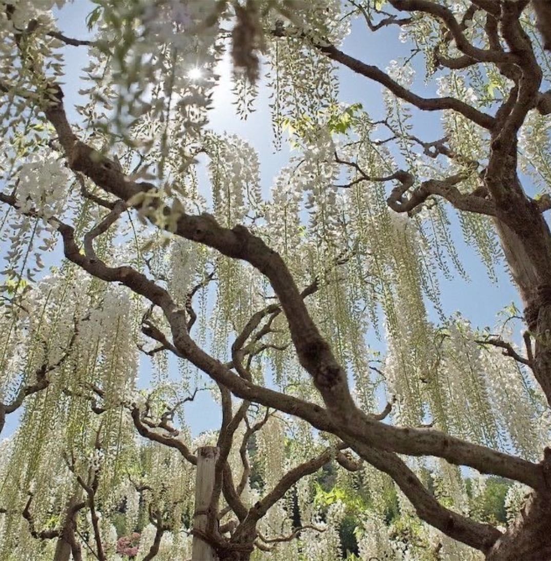 Spring bucket list - Other hypelist by Ellie Vanden Berghe