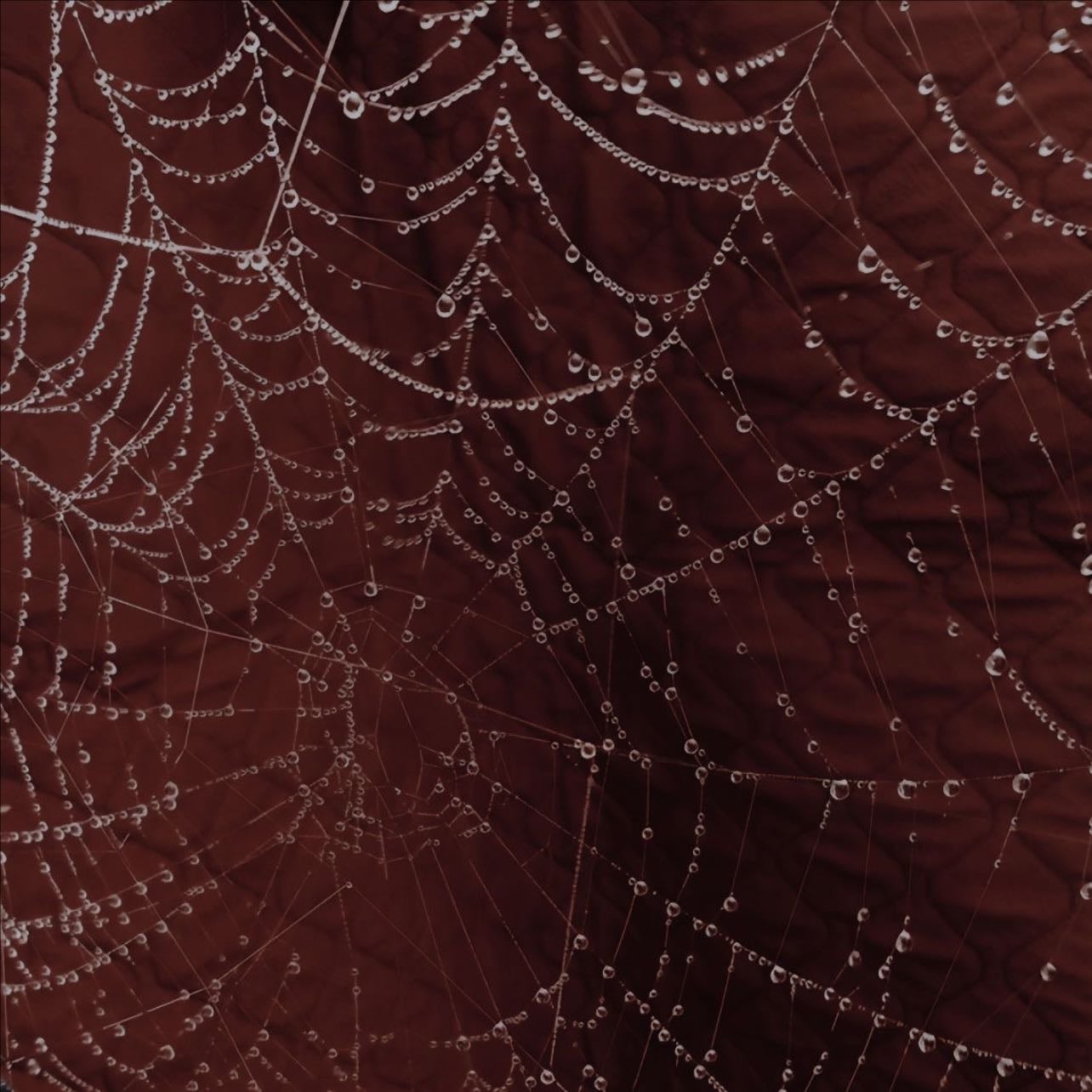 Madame Web - S.J. Clarkson · 2567