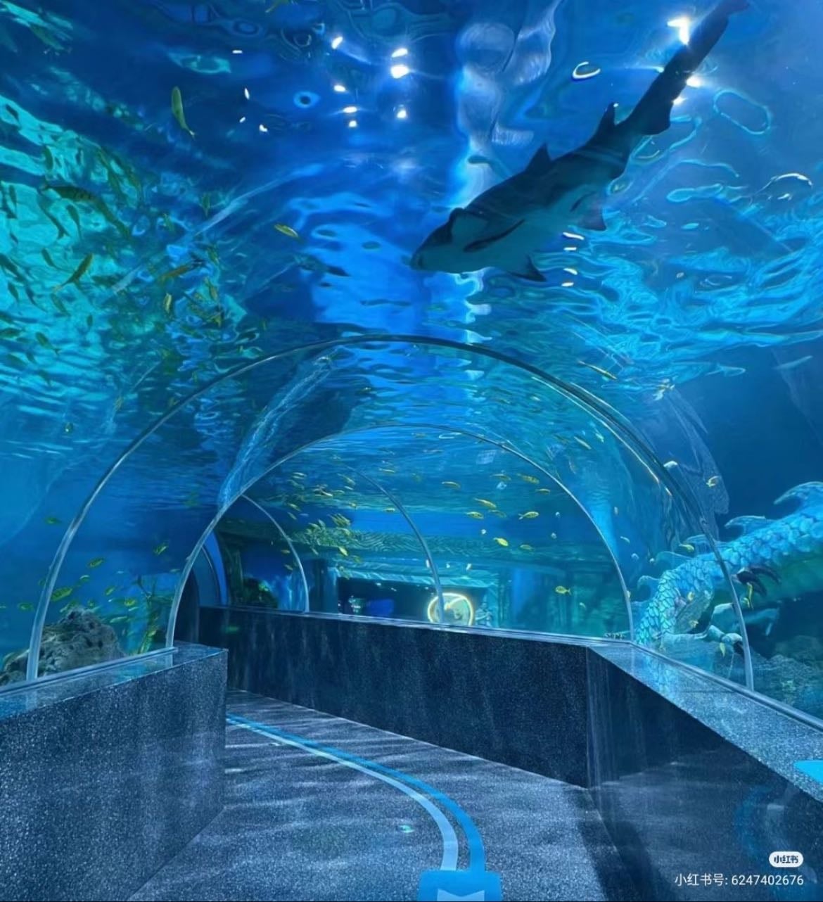 aquarium date - go to the aquarium/zoo and try to find animals that remind you of each other