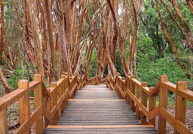 Bosque de Arrayanes