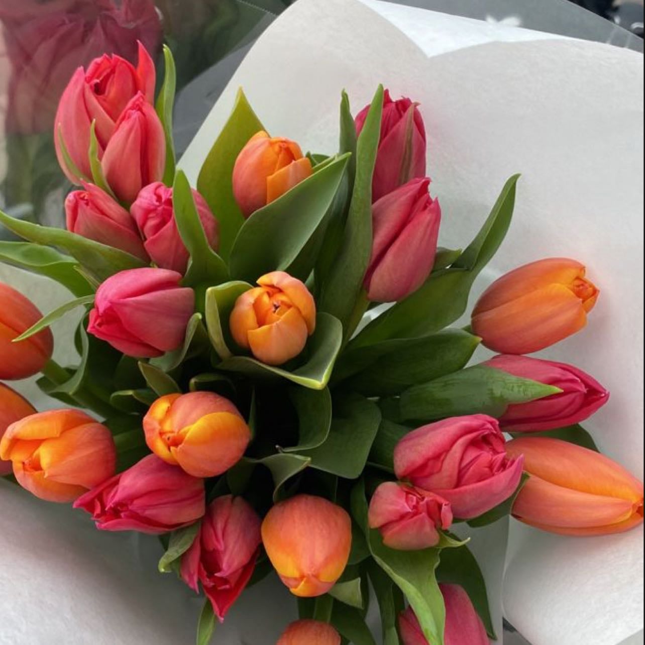 Tulipanes
