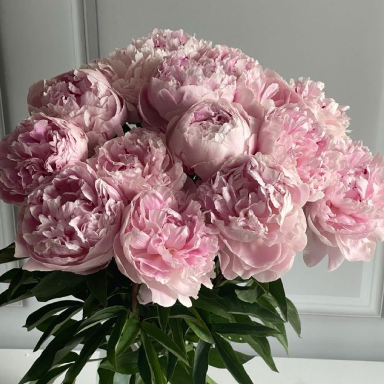 Peonias