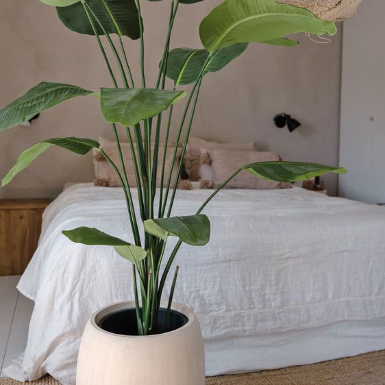 Strelitzia