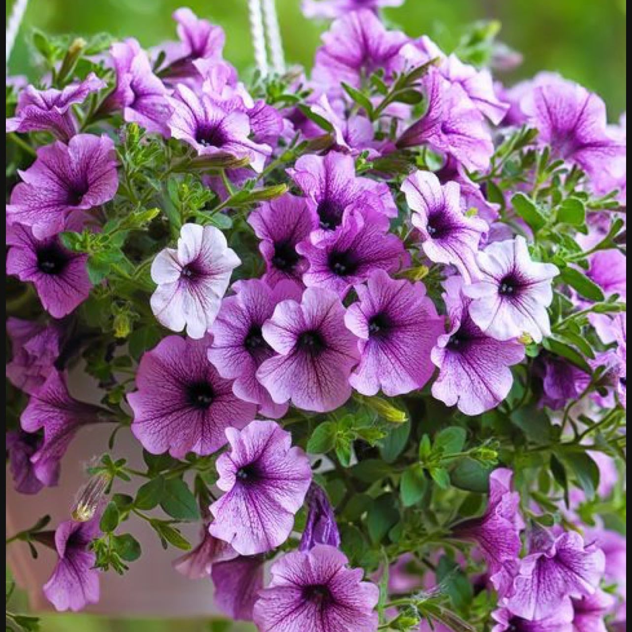 Petunia