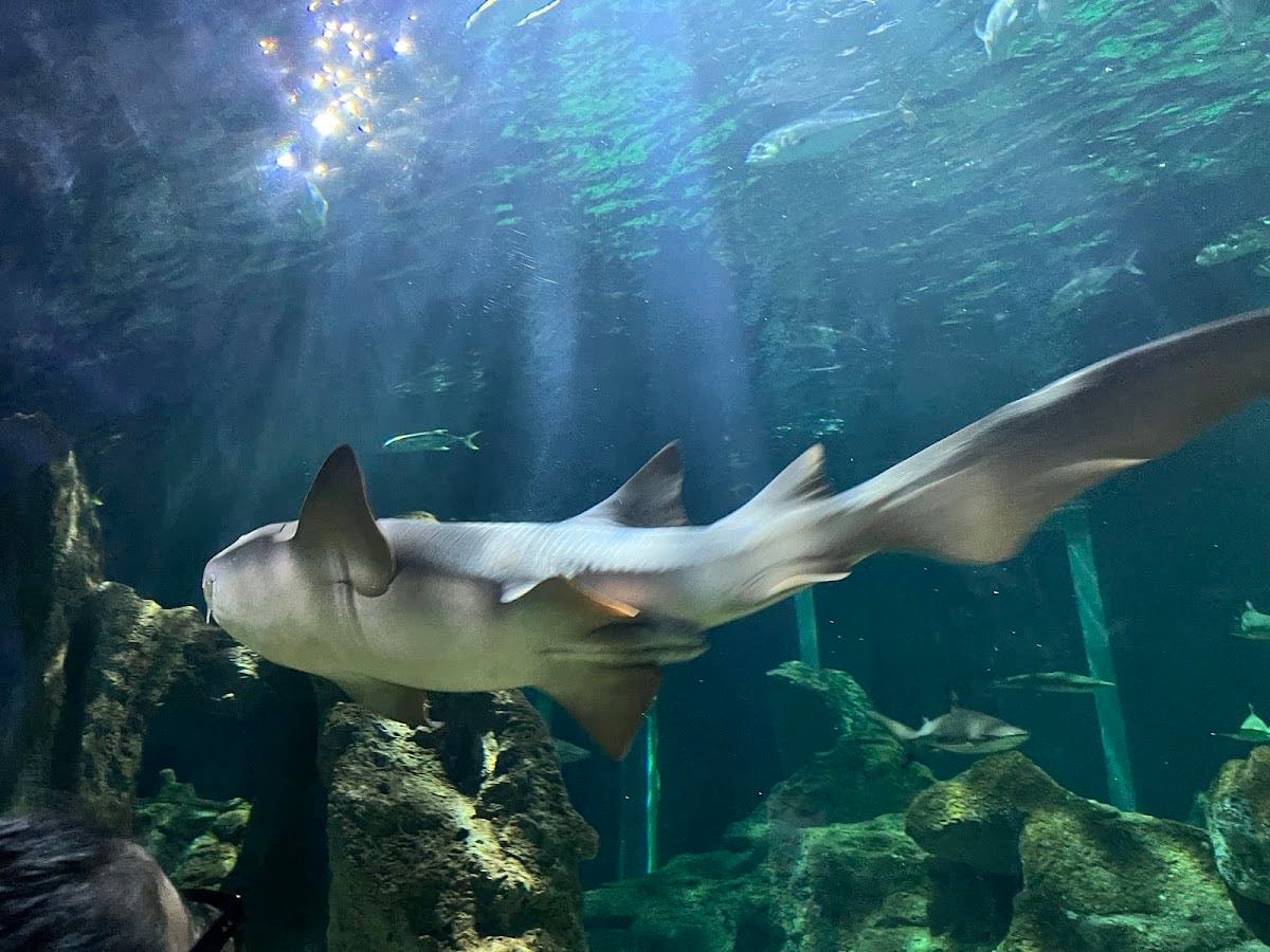 Acuario Michin Guadalajara