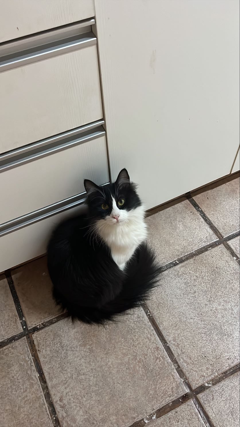 mi gato 🖤 - q gordo q es lo amo