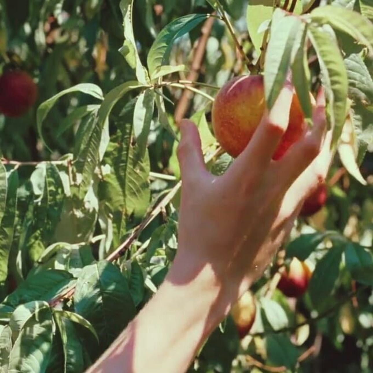 Call Me by Your Name - Luca Guadagnino · 2017