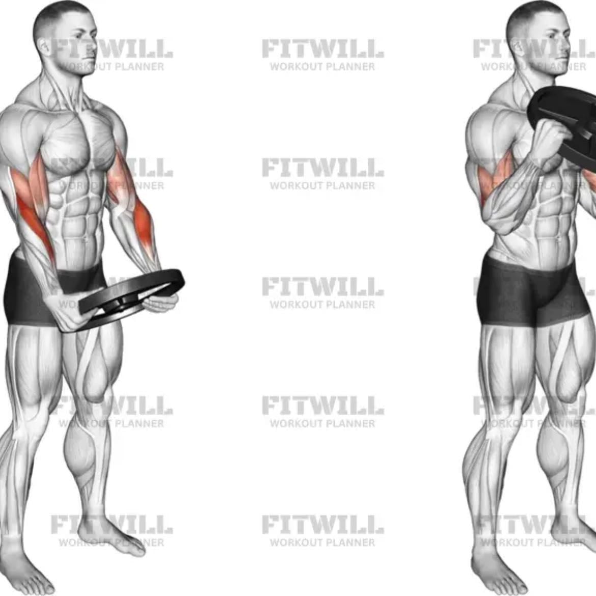 Curl de bíceps con un disco (agarras el disco por los huecos) - 4 series x 10 reps
