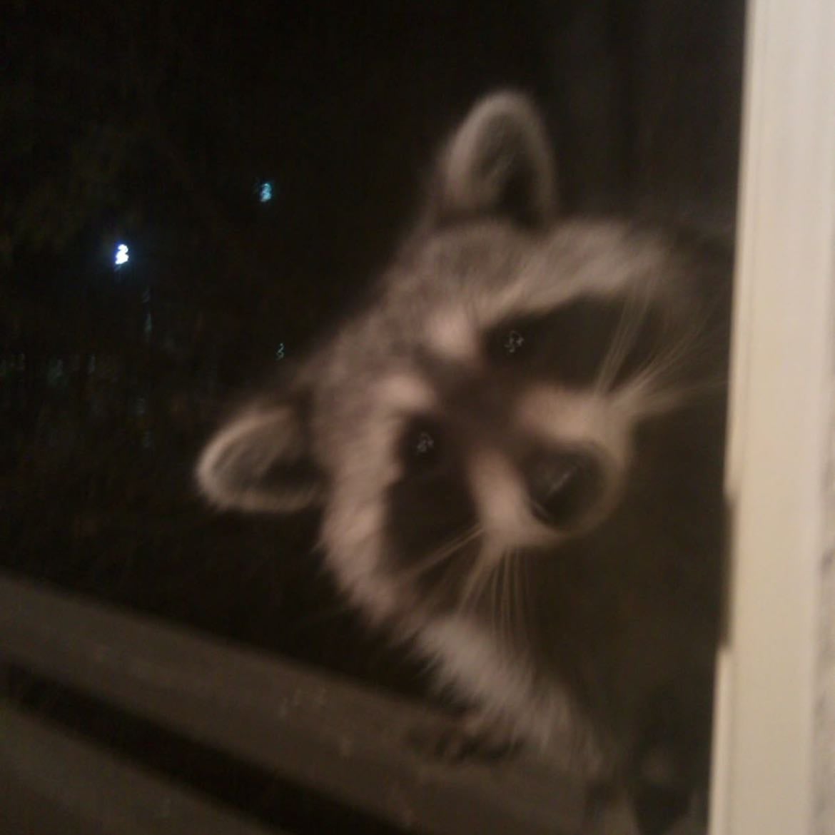 Raccoon - Animal alignment