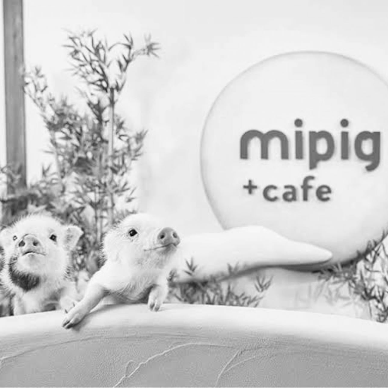 Mipig +cafe - Japan