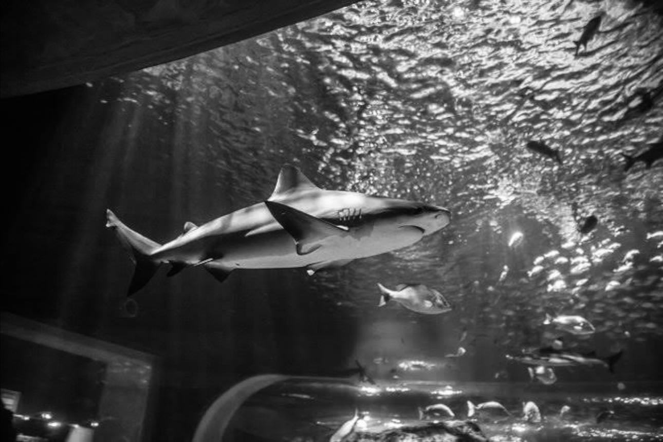 Acuario Michin Guadalajara