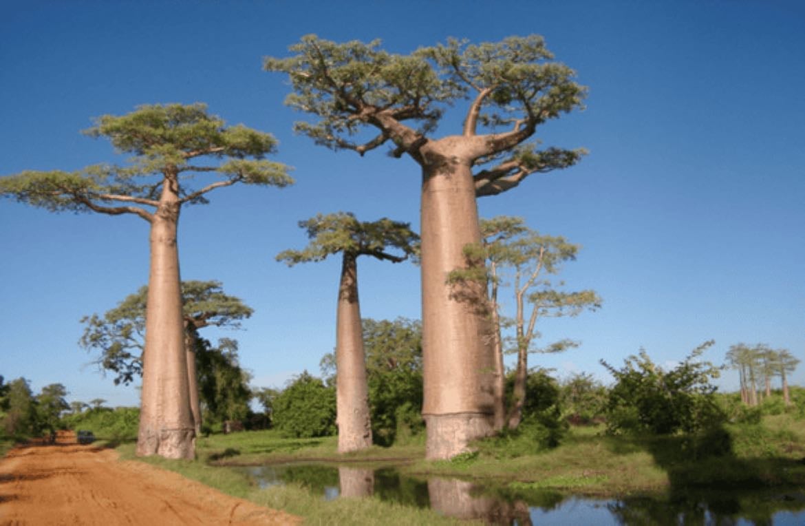 Madagaskar
