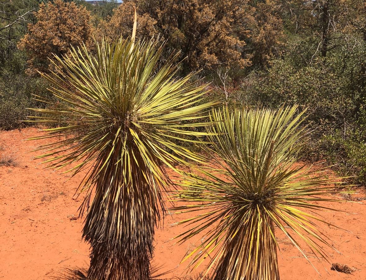 Tucson, AZ