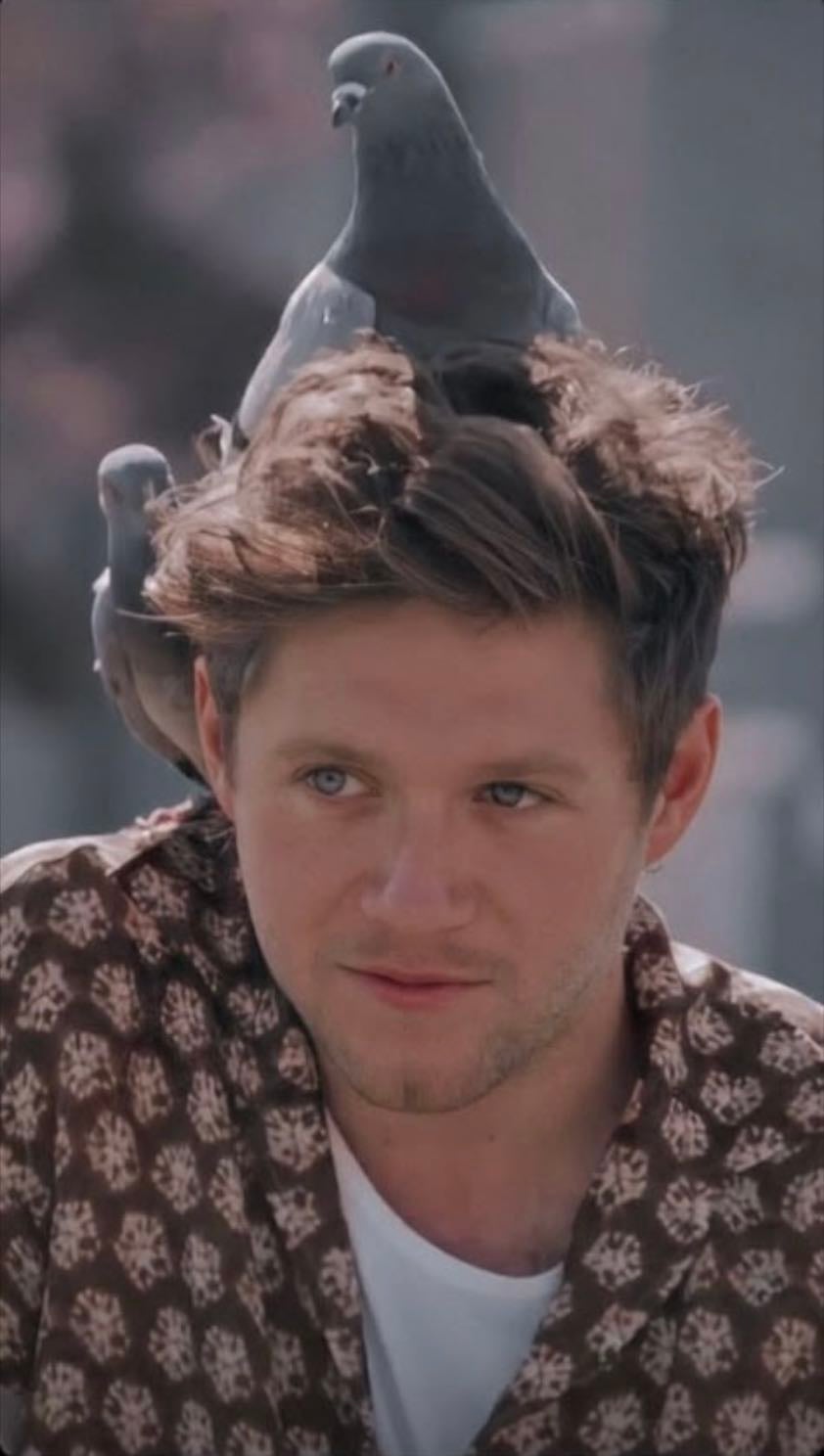 Niall Horan - Pls pls pls 🙏