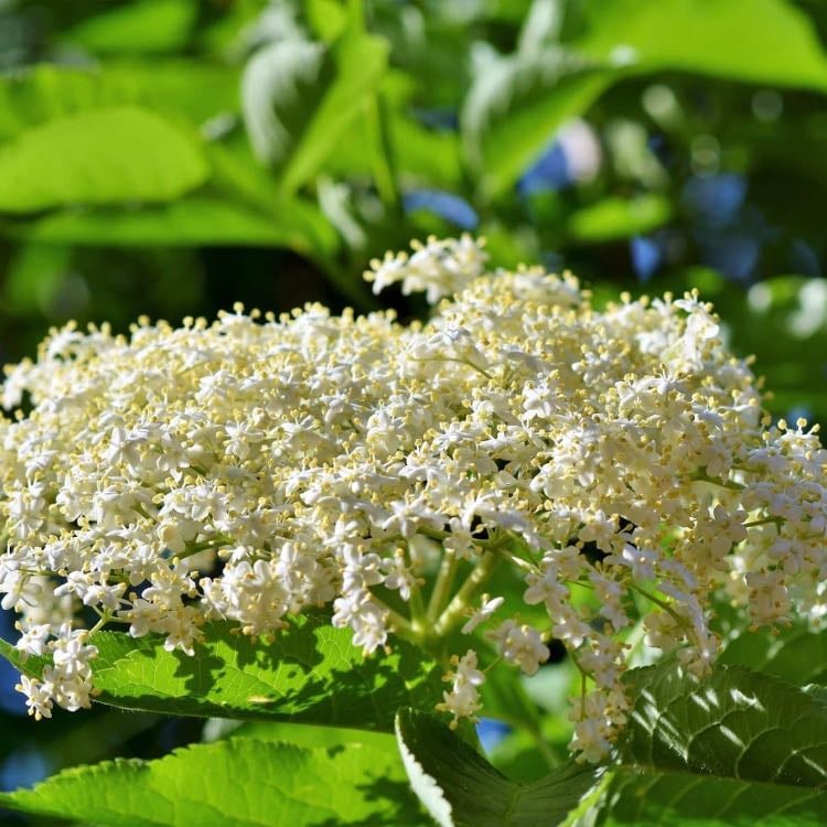 elderflower