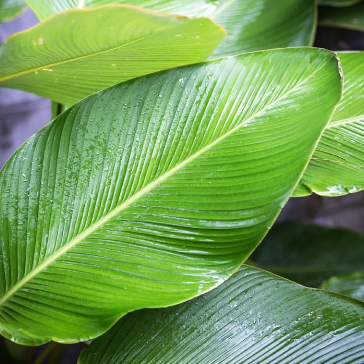 leaf