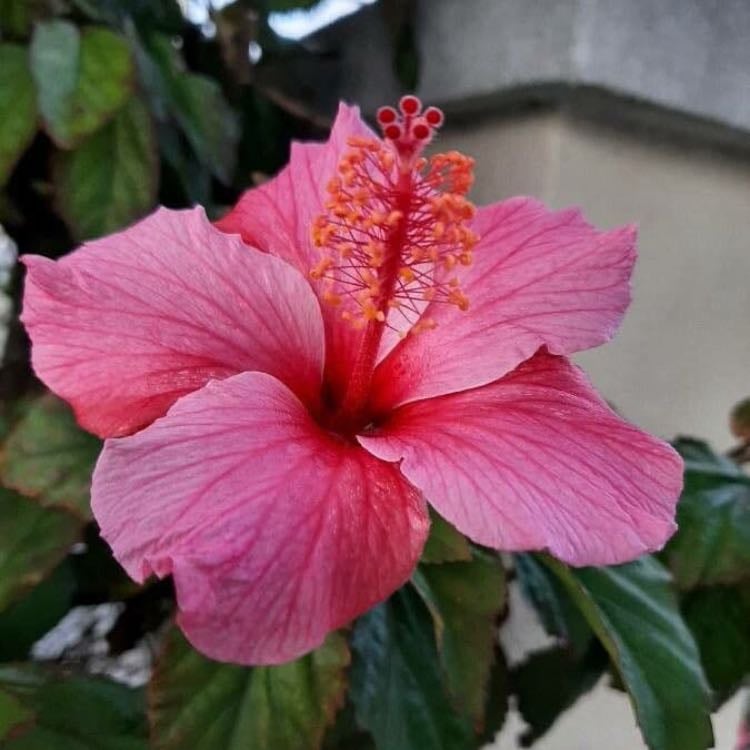 hibiscus