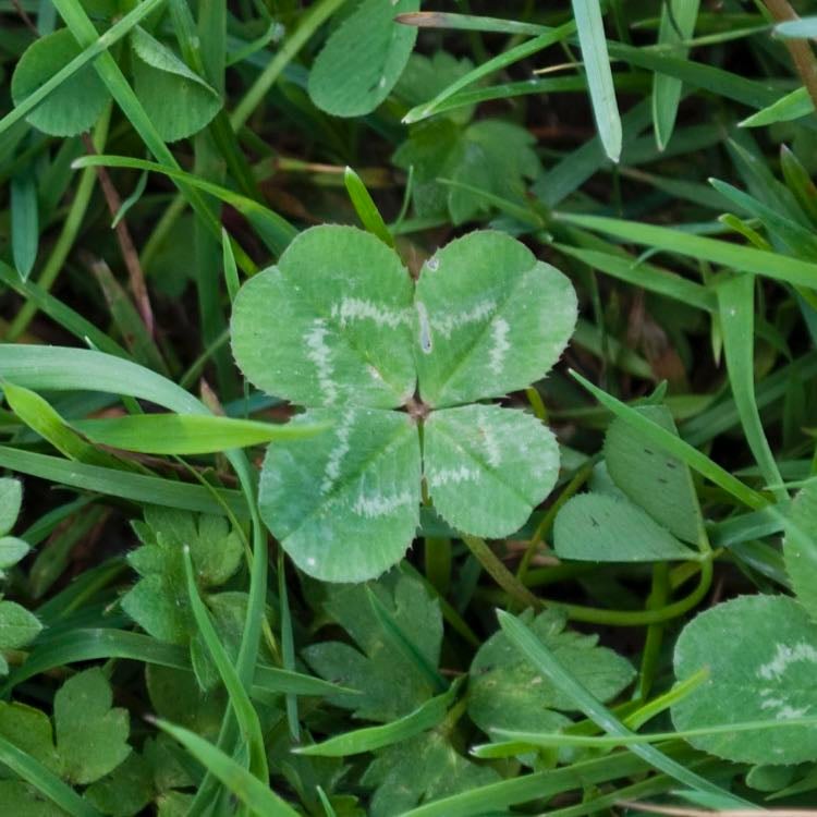 4-leaf clover