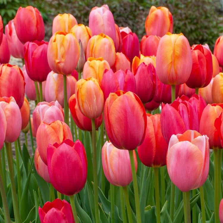 tulips