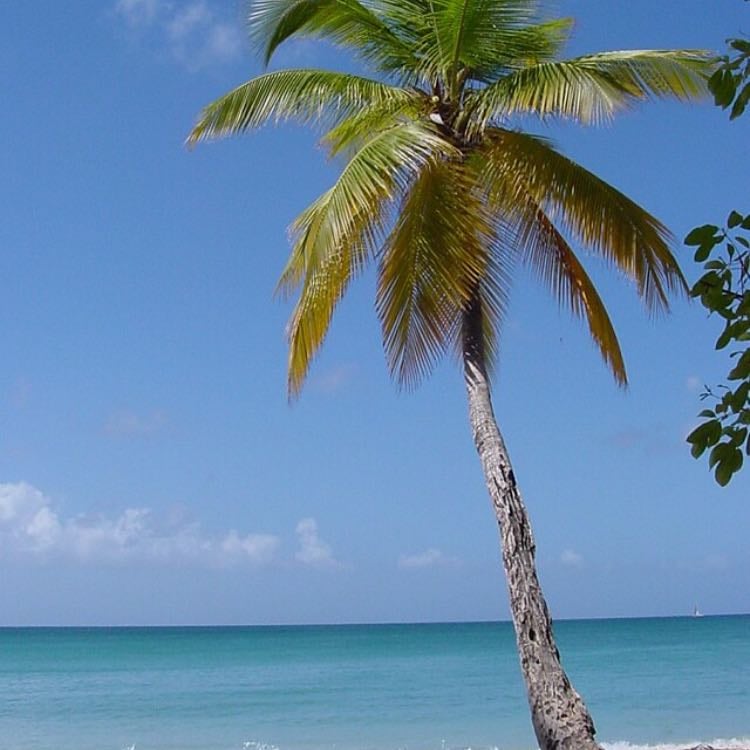 palm tree