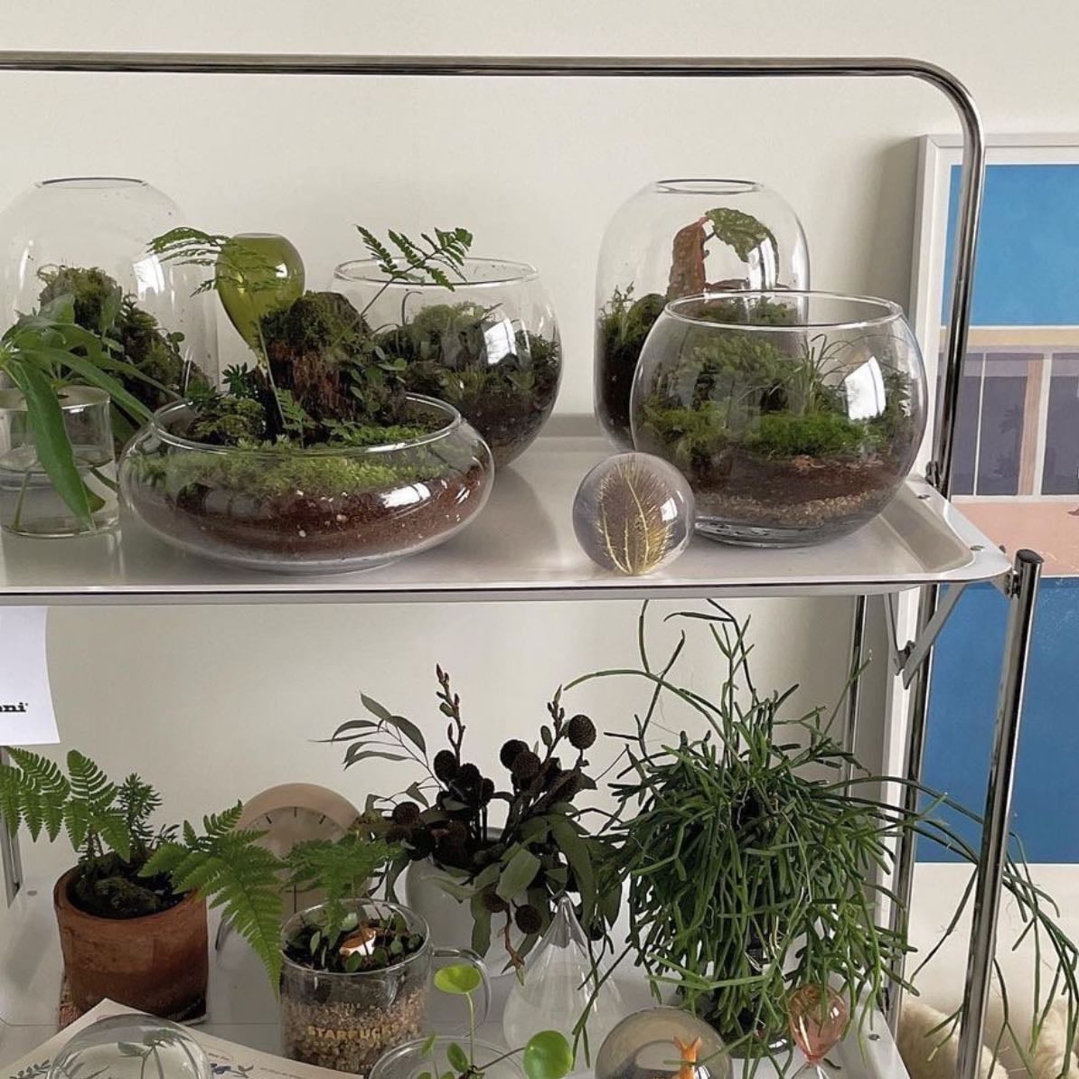 terrarium making